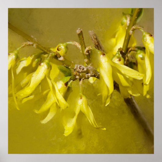 Poster Forsythia - Soleil printanier (Devant)