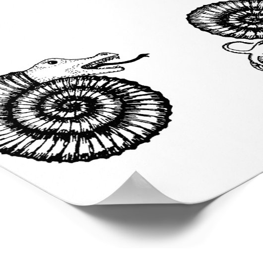 Poster Fossil : Snakestone ou Ammonite ? (Coin)