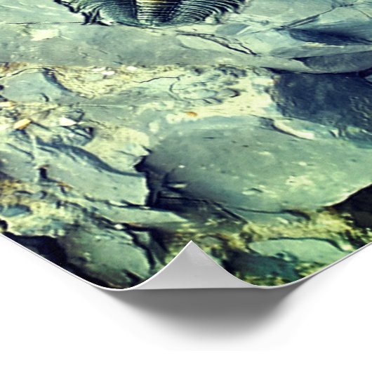 Poster Fossile (Coin)