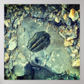 Poster Fossile (Devant)