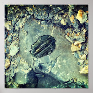 Poster Fossile