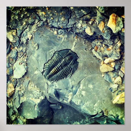 Poster Fossile (Devant)