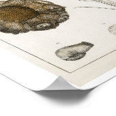 POSTER  FOSSILILLUSTRATIE (Hoek)