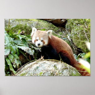 Poster Foto: red panda, animal 0507.