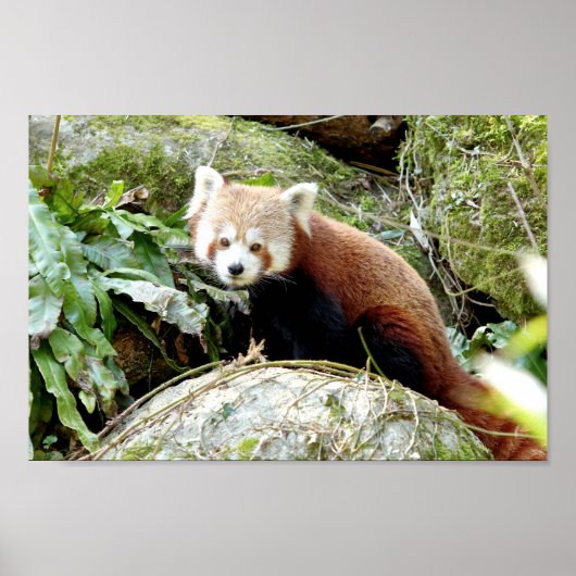 Poster Foto: red panda, animal 0507. (Voorkant)