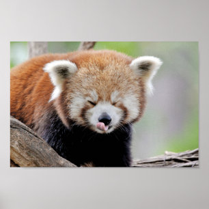 Poster Foto: red panda, animal 0511.