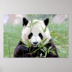 Poster Foto reus panda, animal 0333.