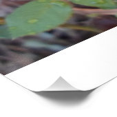 Poster fotografia rosas  (Coin)