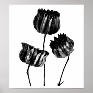 Poster- Fotografie-Karl Blossfeldt 23 Poster