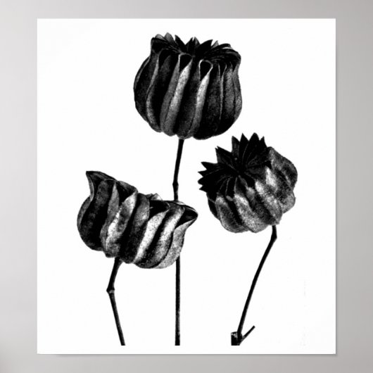 Poster- Fotografie-Karl Blossfeldt 23 Poster (Voorkant)