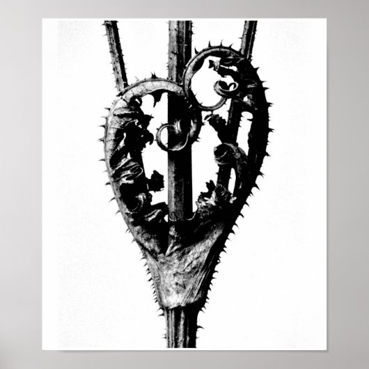 Poster- Fotografie-Karl Blossfeldt 46 Poster (Voorkant)