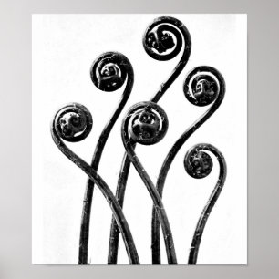 Poster- Fotografie-Karl Blossfeldt 8 Poster