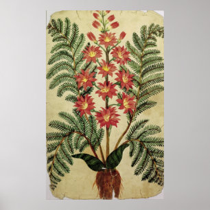 Poster Fougère avec les fleurs rouges et jaunes