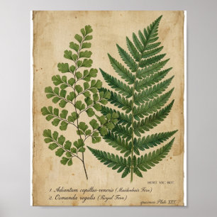 Poster Fougère botanique victorienne de 2 I
