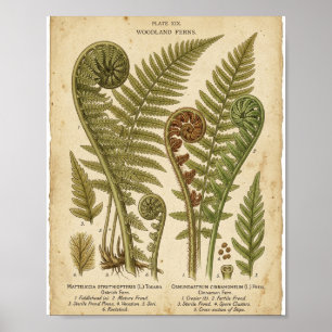 Poster Fougère botanique victorienne de 2 II