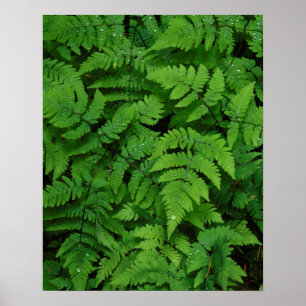 Poster Fougère bracken avec gouttes de pluie, État de Was