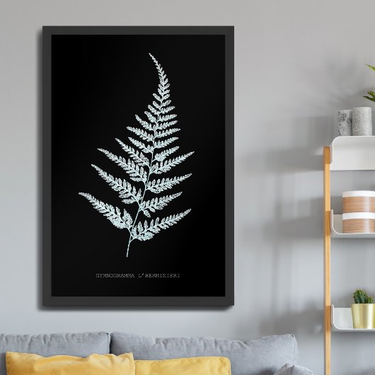Poster Fougère - Gymnogramma L'herminieri. Effet radiogra