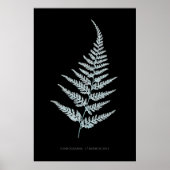 Poster Fougère - Gymnogramma L'herminieri. Effet radiogra (Devant)