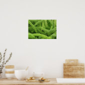 Poster Fougère queue de renard, Asparagus densiflorus mye (Cuisine)
