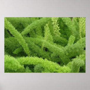 Poster Fougère queue de renard, Asparagus densiflorus mye