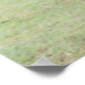 Poster foui Haflinger (Coin)