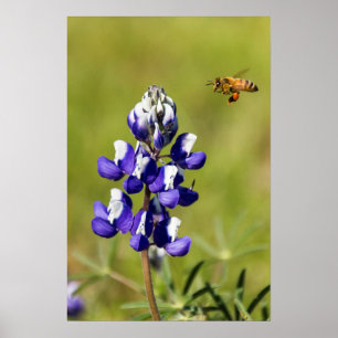 Poster Fourmi contemplant une fleur sauvage de lupin