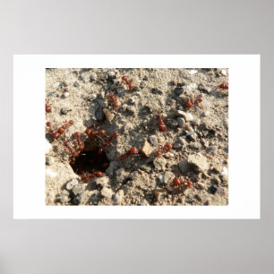 Poster Fourmis