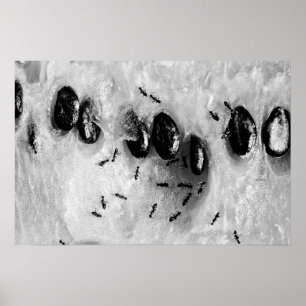 Poster fourmis de surf