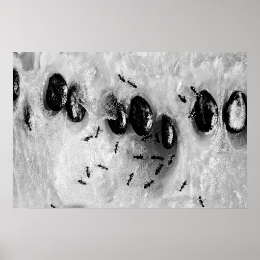 Poster fourmis de surf (Devant)