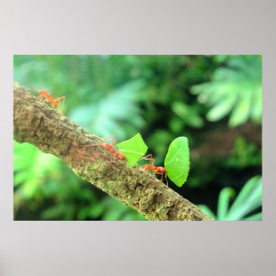 Poster Fourmis drôles vibrantes audacieuses de Leafcutter