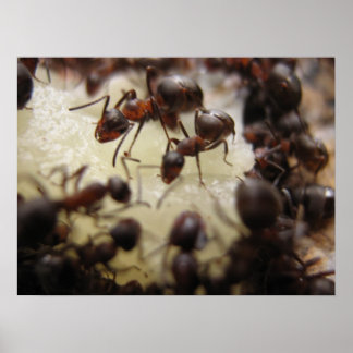 Poster Fourmis sur un morceau d'ananas
