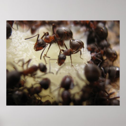 Poster Fourmis sur un morceau d'ananas (Devant)