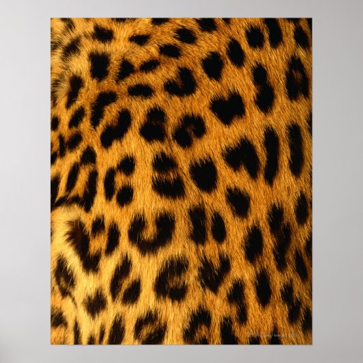 Poster Fourrure Jaguar (Devant)