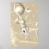 POSTER FOUS ! (Devant)