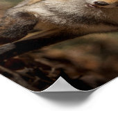 Poster Fox (Coin)