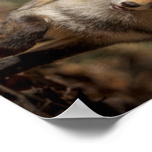 Poster Fox (Coin)