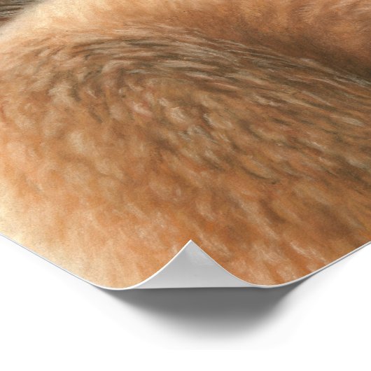 Poster Fox and Cub (Coin)