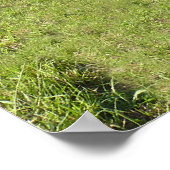 Poster Fox Creek Stone Arch Bridge 1910 (Coin)