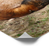 Poster Fox dormant (Coin)