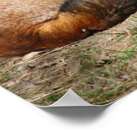 Poster Fox dormant (Coin)