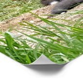 Poster Fox Free Thinker (Coin)