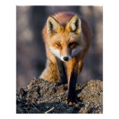 Poster Fox furtif (Devant)