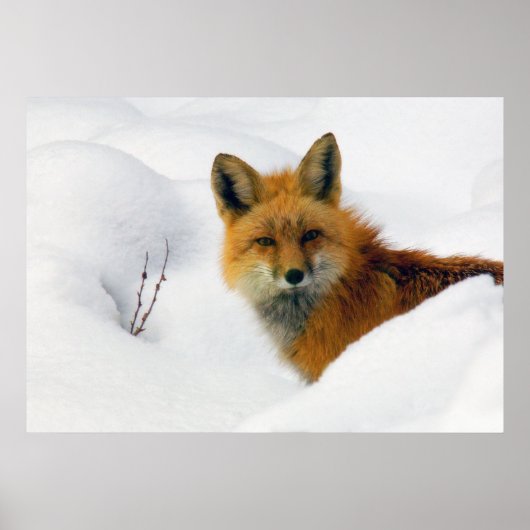 Poster fox in rocky mountain national park (Devant)