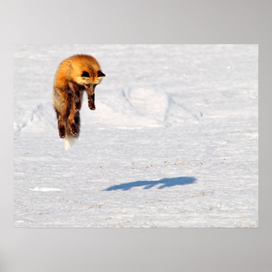 Poster Fox Leap | Yukon, Canada (Devant)