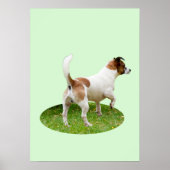 Poster Fox Terrier En alerte, (Devant)