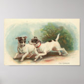 Poster Fox Terriers (Devant)