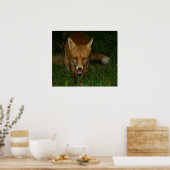 Poster Fox urbain (Cuisine)