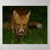 Poster Fox urbain (Devant)