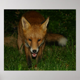 Poster Fox urbain