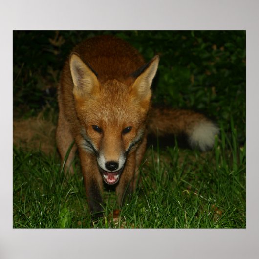 Poster Fox urbain (Devant)